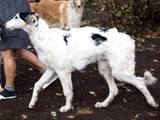 Собаки, щенята Російський хорт, ціна 30000 Грн., Фото