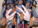 Собаки, щенки Карликовый пинчер, цена 8500 Грн., Фото