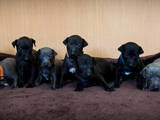 Собаки, щенки Левретка, цена 15000 Грн., Фото