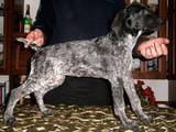 Собаки, щенята Різне, ціна 3000 Грн., Фото