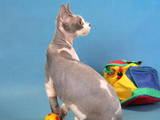 Кошки, котята Девон-рекс, цена 1500 Грн., Фото
