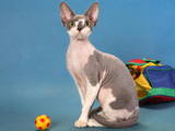 Кішки, кошенята Девон-рекс, ціна 1500 Грн., Фото