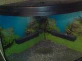 Рибки, акваріуми Акваріуми і устаткування, ціна 2000 Грн., Фото