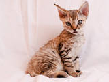 Кошки, котята Девон-рекс, цена 1700 Грн., Фото