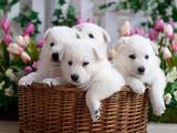 Собаки, щенки Белая Швейцарская овчарка, цена 3500 Грн., Фото