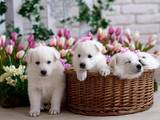 Собаки, щенки Белая Швейцарская овчарка, цена 3500 Грн., Фото