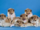 Собаки, щенки Длинношерстный колли, цена 10000 Грн., Фото