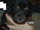 Собаки, щенки Тибетский мастиф, цена 14000 Грн., Фото