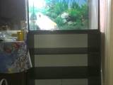 Рибки, акваріуми Акваріуми і устаткування, ціна 1600 Грн., Фото