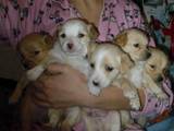 Собаки, щенки Беспородная, цена 0.01 Грн., Фото