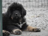 Собаки, щенки Тибетский мастиф, цена 30000 Грн., Фото