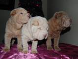 Собаки, щенята Шарпей, ціна 8000 Грн., Фото