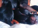 Собаки, щенята Пінчер, ціна 3500 Грн., Фото