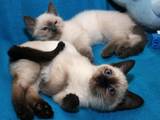 Кішки, кошенята Тайська, ціна 3500 Грн., Фото