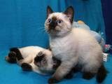 Кішки, кошенята Тайська, ціна 3500 Грн., Фото