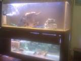 Рибки, акваріуми Акваріуми і устаткування, ціна 10000 Грн., Фото