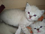 Кішки, кошенята Балінез, ціна 300 Грн., Фото