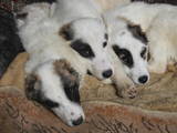 Собаки, щенки Среднеазиатская овчарка, цена 1800 Грн., Фото
