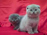 Кішки, кошенята Британська довгошерста, ціна 1300 Грн., Фото