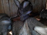 Гризуни Кролики, ціна 50 Грн., Фото
