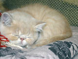 Кішки, кошенята Екзотична короткошерста, ціна 5000 Грн., Фото