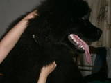 Собаки, щенята Ньюфаундленд, ціна 6000 Грн., Фото