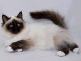 Кішки, кошенята Бірманська, Фото