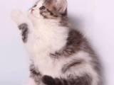 Кошки, котята Шотландская вислоухая, цена 6000 Грн., Фото