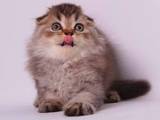 Кішки, кошенята Шотландська висловуха, ціна 6000 Грн., Фото