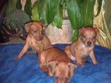 Собаки, щенята Карликовий пінчер, ціна 4500 Грн., Фото