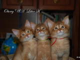 Кішки, кошенята Сомалі, ціна 8000 Грн., Фото