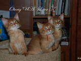 Кішки, кошенята Сомалі, ціна 8000 Грн., Фото