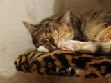 Кішки, кошенята Європейська короткошерста, ціна 1 Грн., Фото