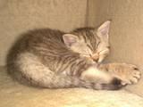 Кошки, котята Шотландская короткошерстная, цена 3000 Грн., Фото