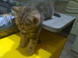 Кішки, кошенята Шотландська короткошерста, ціна 3000 Грн., Фото