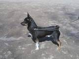 Собаки, щенята Карликовий пінчер, ціна 10 Грн., Фото