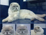 Кошки, котята Шотландская короткошерстная, цена 400 Грн., Фото