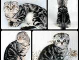 Кішки, кошенята Шотландська короткошерста, ціна 400 Грн., Фото
