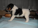 Собаки, щенята Жорсткошерстий фокстер'єр, ціна 2000 Грн., Фото