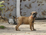 Собаки, щенята Бульмастиф, ціна 5000 Грн., Фото