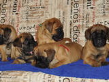 Собаки, щенки Бульмастиф, цена 5000 Грн., Фото