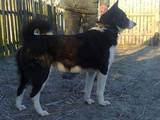 Собаки, щенки Восточно-Сибирская лайка, цена 4500 Грн., Фото