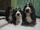 Собаки, щенята Бассет, ціна 2500 Грн., Фото