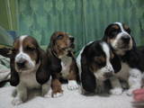 Собаки, щенки Бассет, цена 2500 Грн., Фото