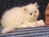 Кішки, кошенята Персидська, ціна 1000 Грн., Фото