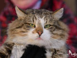 Кішки, кошенята Сибірська, ціна 100 Грн., Фото