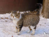 Кошки, котята Сибирская, цена 100 Грн., Фото