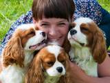 Собаки, щенки Кавалер-Кинг-Чарльз спаниель, цена 10000 Грн., Фото