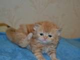 Кішки, кошенята Персидська, ціна 700 Грн., Фото