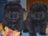 Собаки, щенки Чау-чау, цена 7000 Грн., Фото